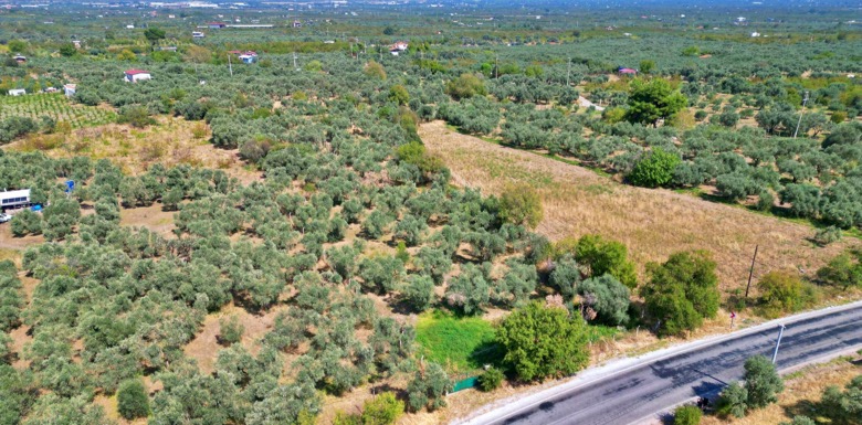 Yatırımcılar İçin İzmir'deki En Karlı Arsalar ve Zeytinlikler