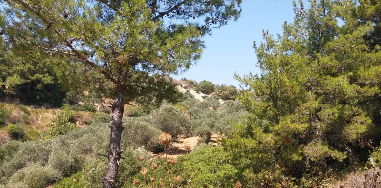 Kat İrtifakı Tapulu Arsalara Dikkat!!!