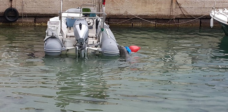 Karaburun Ayı Balığı