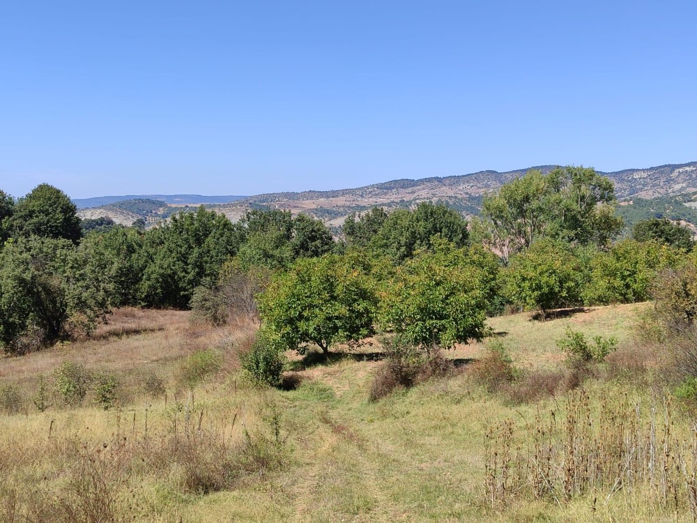 Bilecik Gölpazarı Büyükbelen Köyünde Yatırımlık Fırsat Arazi!!!!