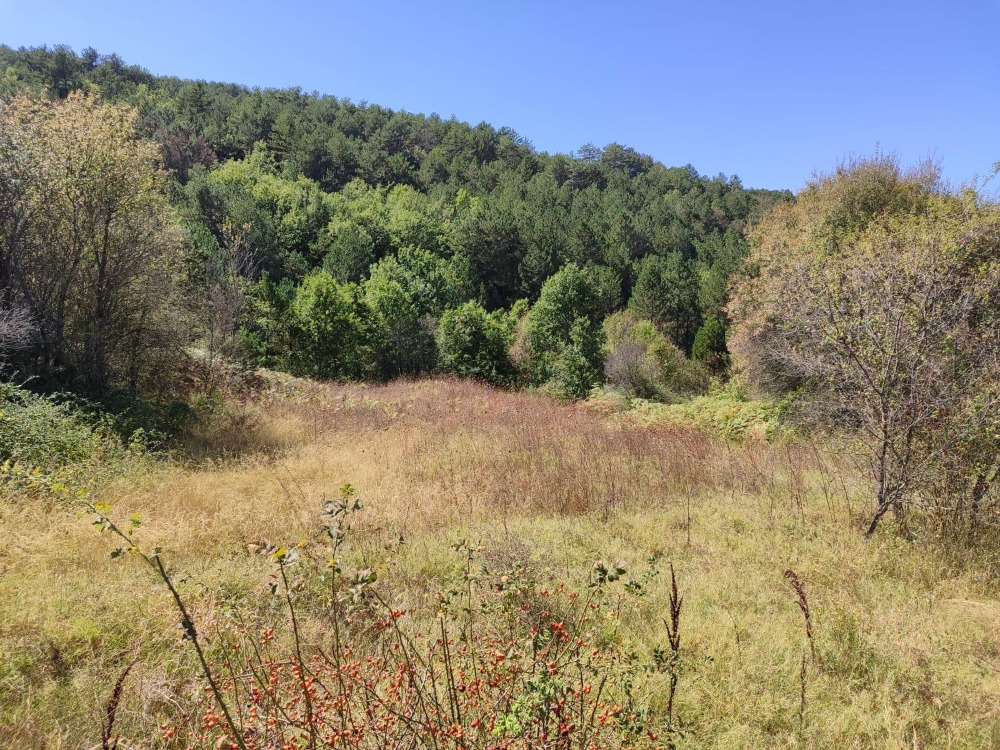 Bilecik Gölpazarı Büyükbelen Köyünde Yatırımlık Fırsat Arazi!!!!